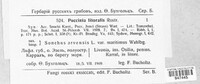 Puccinia littoralis image